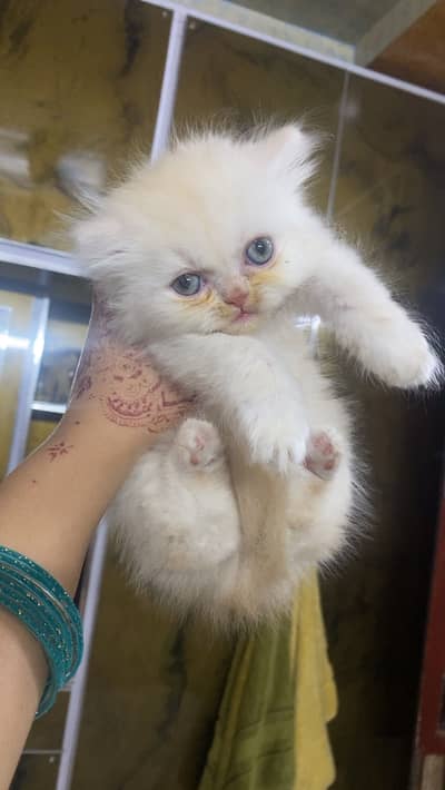 3 kittens available pure persian