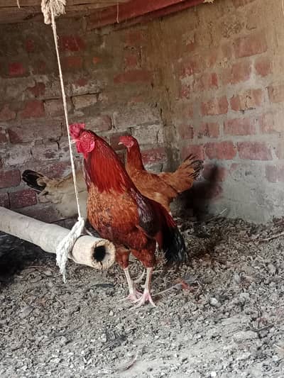 Golden Desi Murga Sale