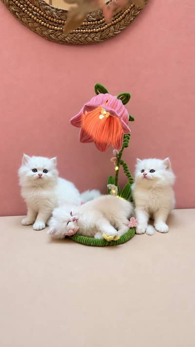 3 White Persian Kittens for Sale – Healthy & Fluffy