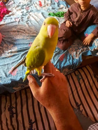 green parrot 0/3/4/5/3/1/4/0/9/1/6