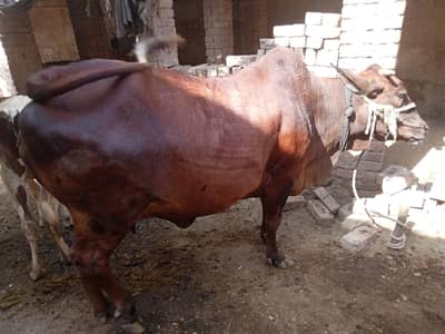 cow  meat 5 man