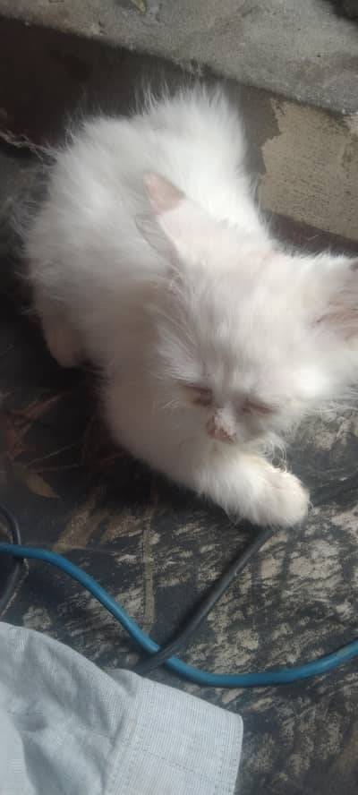 percian