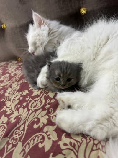 Pure Persian Kitten | Triple Coated |