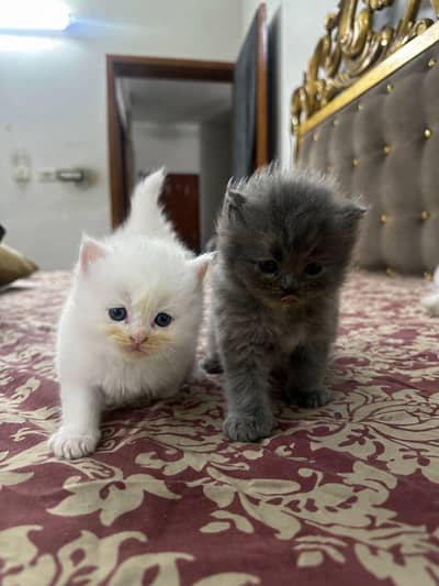 Pure Persian Kitten | Triple Coated | Golfen Eyed