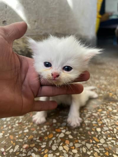 persian kittens| Doll face Kitten| Blue eye|Triple Coat |white kitten