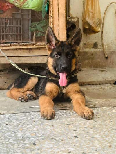 German shepherd for sale