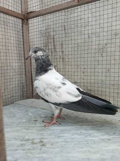 teddy pigeon