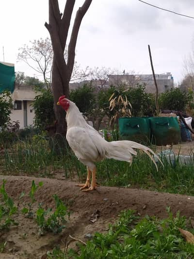 Boska Murga x mushqi Madi for sale.