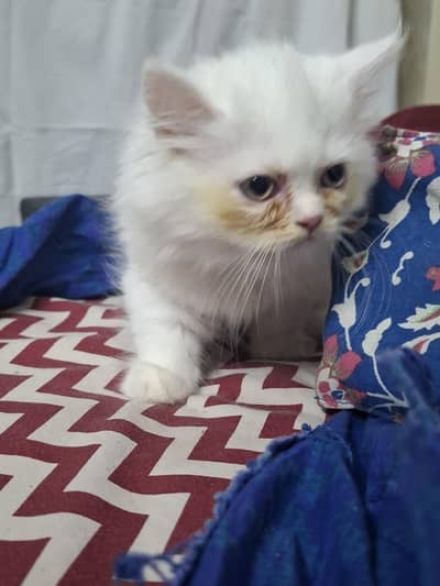 Very loving fur baby looking for forever home