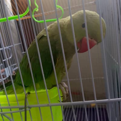 Green parrot