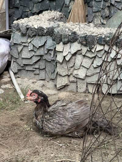 Aseel hens