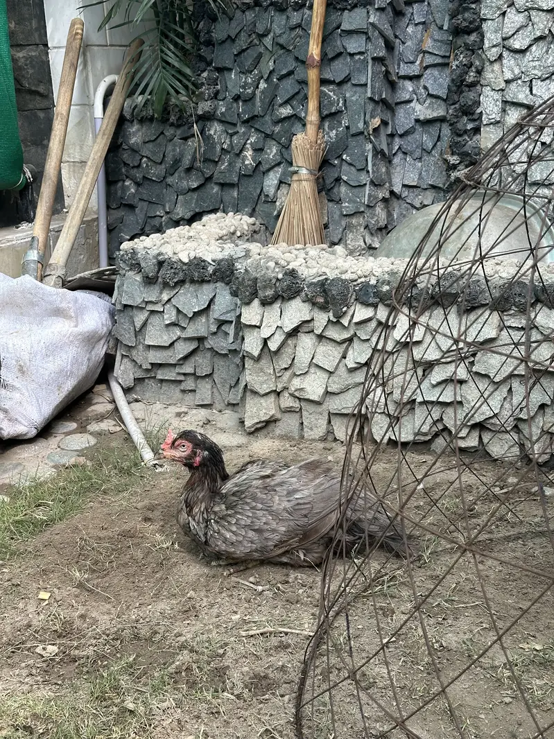 Aseel hens — photo 2