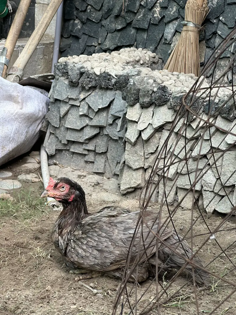 Aseel hens — photo 3