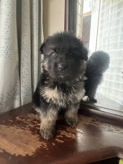 Long Coat German Shepherd Puppies | Black Face Mask | Top Quality