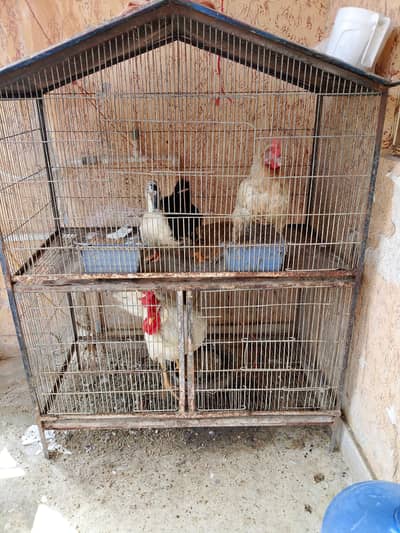 murgha murghi duck for sell