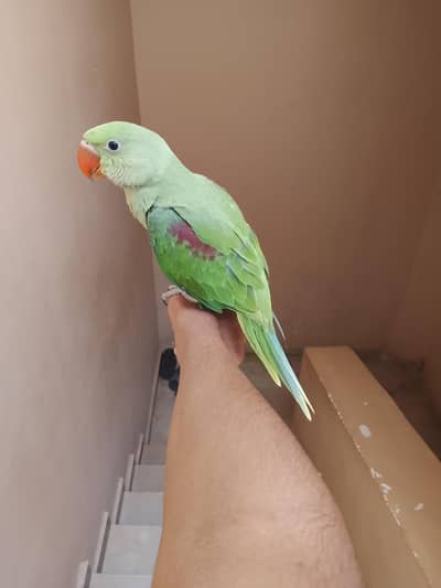 Raw parrot Male