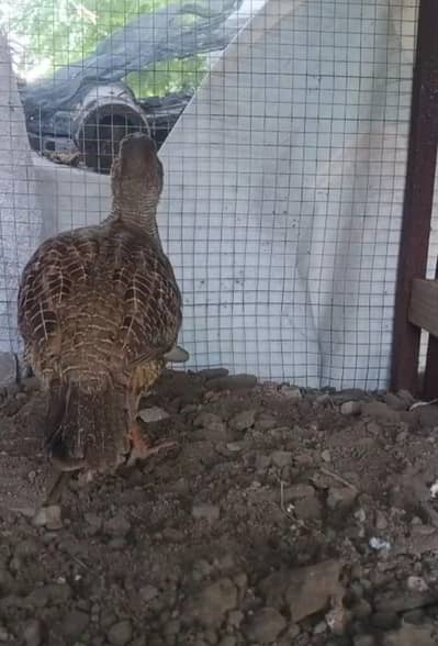 Dakhni teeter pair For Sell