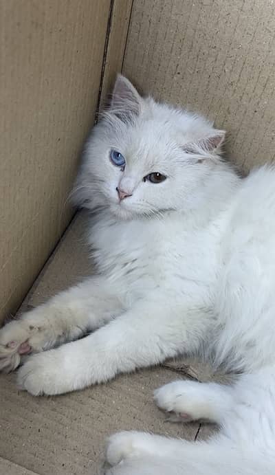 Persian male kitten