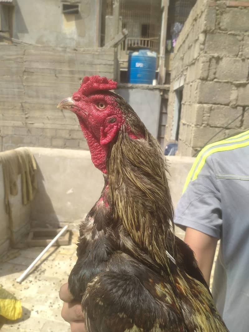 JAVA aseel murga 2