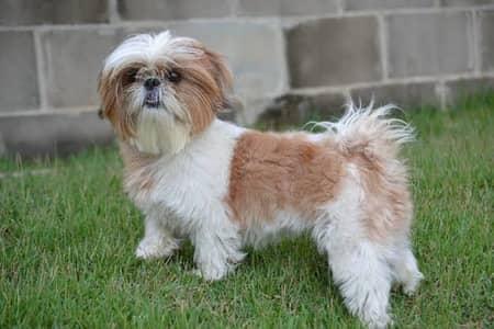 Shihtzu pair Male females