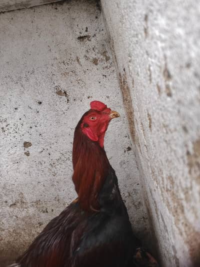 Aseel pair For Sale