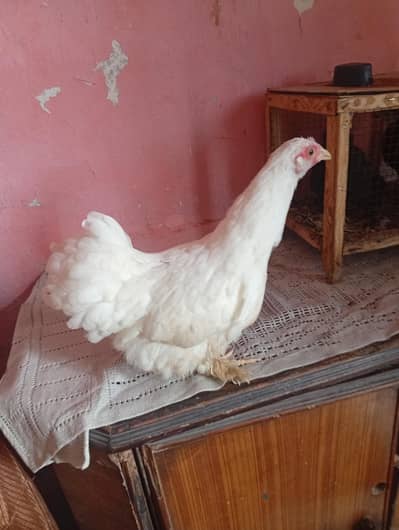 Hens Bantum