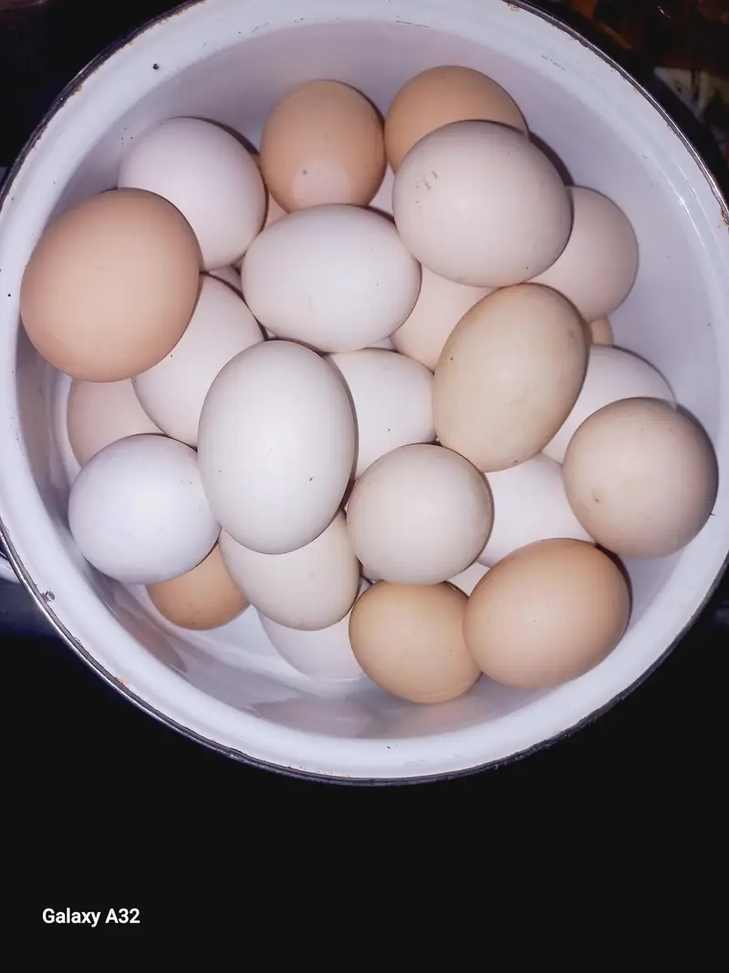 Hens egg ferile with home special feed home bread egg Big