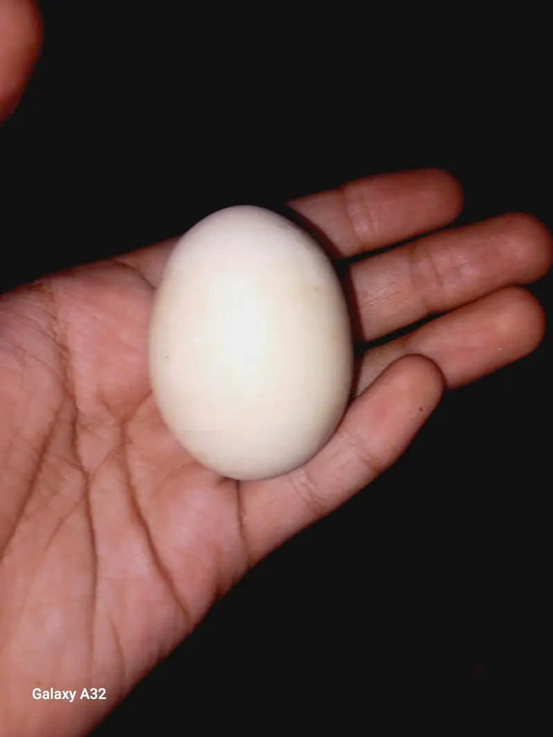 Hens egg ferile with home special feed home bread egg Big — photo 3