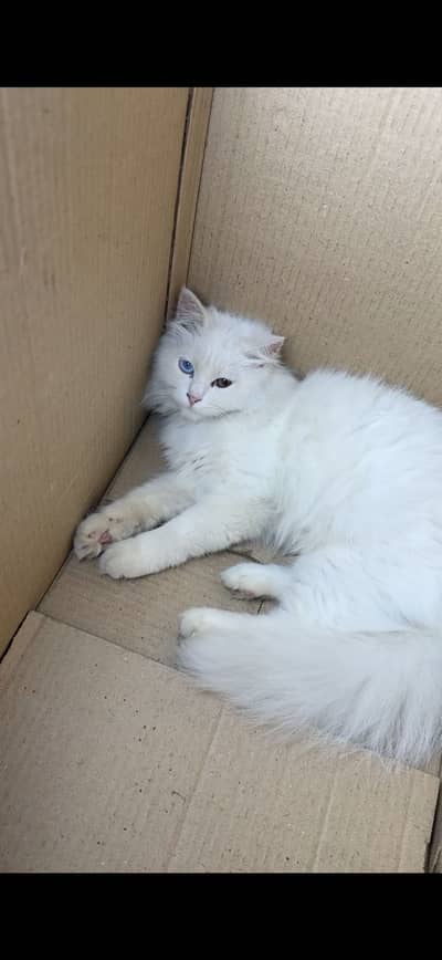 Persian male kitten