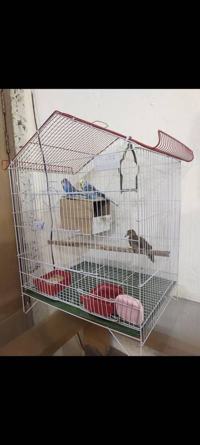 Australian parrots with Cage