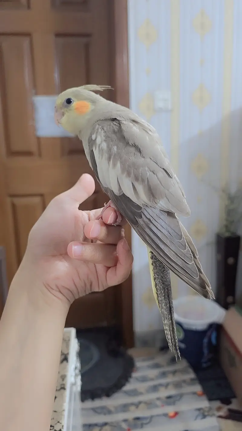 proper handtamed cockatiel