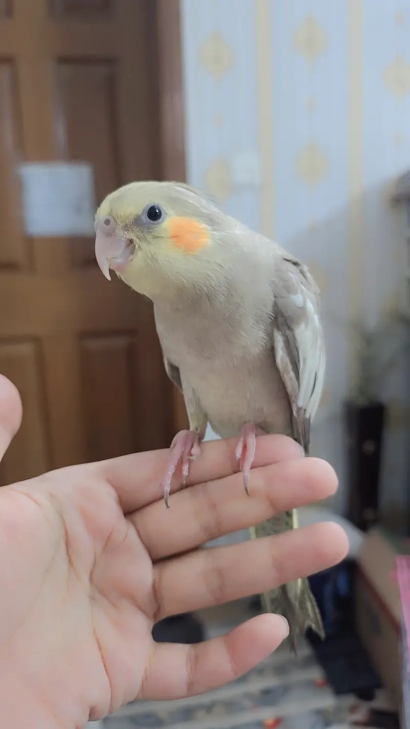 proper handtamed cockatiel — photo 2