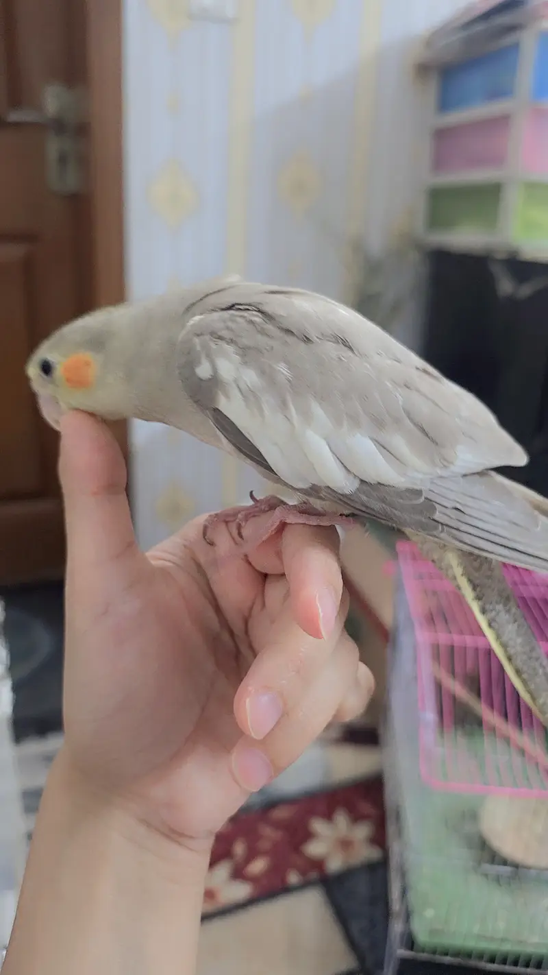 proper handtamed cockatiel — photo 3
