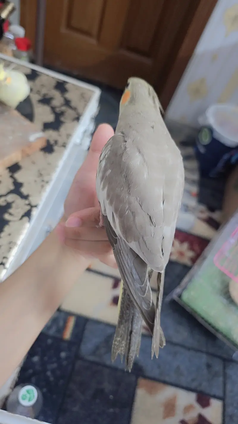 proper handtamed cockatiel — photo 4