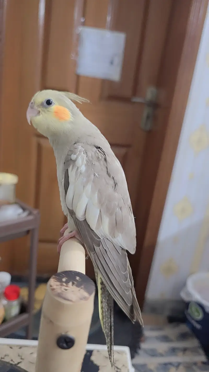 proper handtamed cockatiel — photo 5