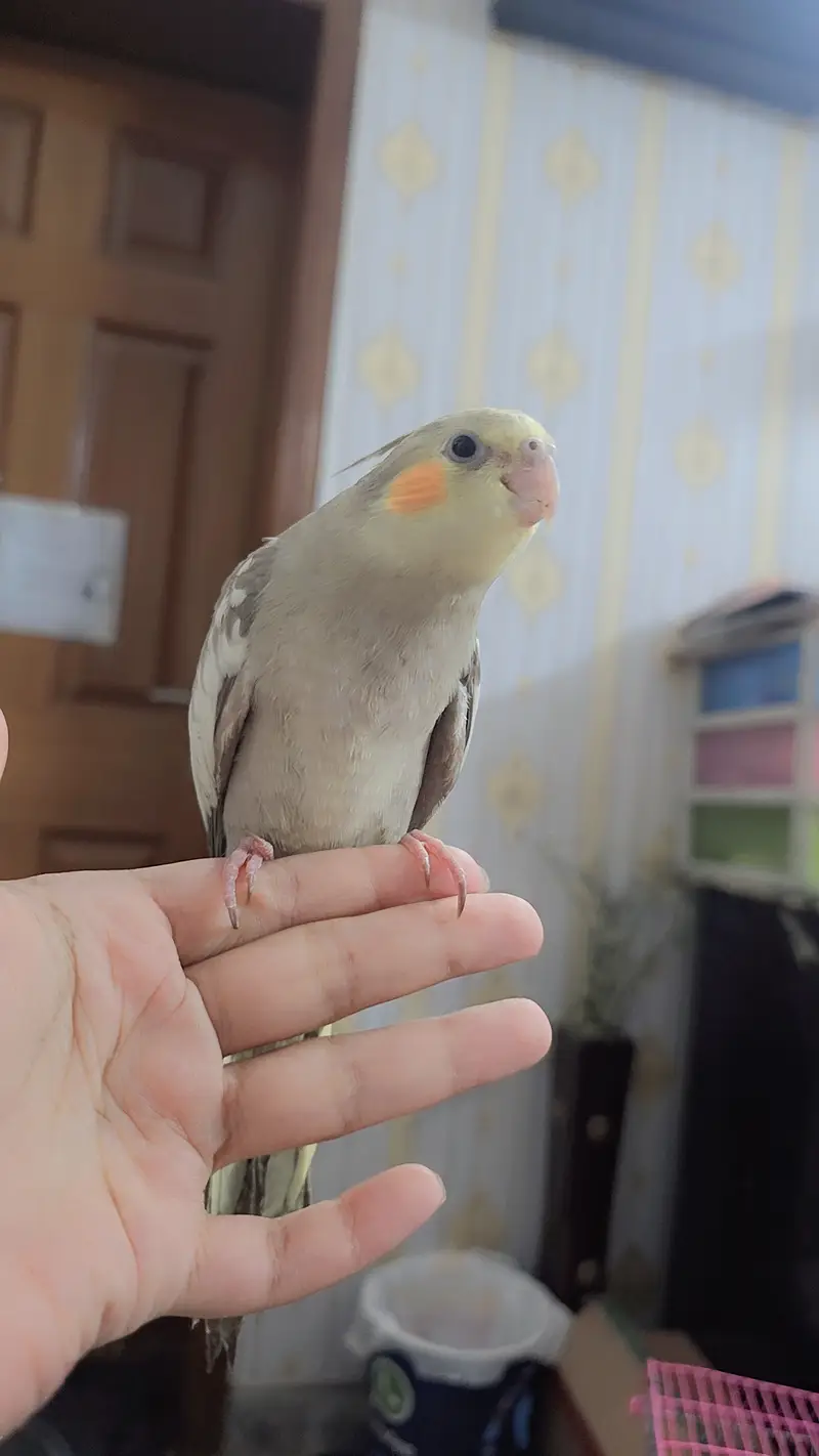 proper handtamed cockatiel — photo 6