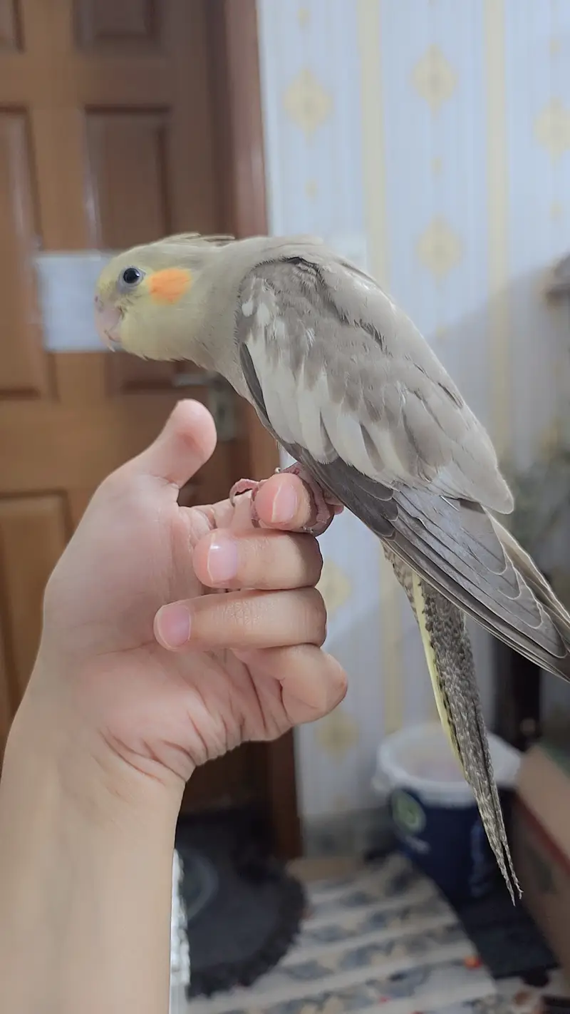proper handtamed cockatiel — photo 7
