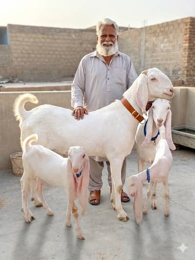 gulabi Nasal goats/Bakra/Bakri/Goat Pair/Goat Kids/Healthy Goats/Goat