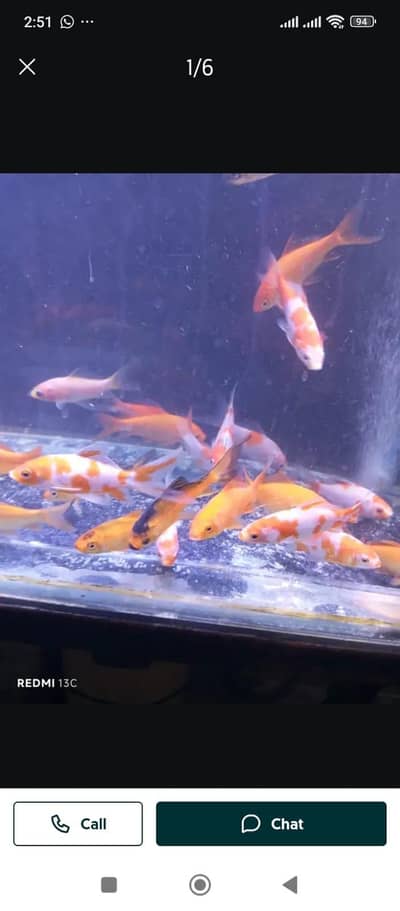japanese koi and shubunkin