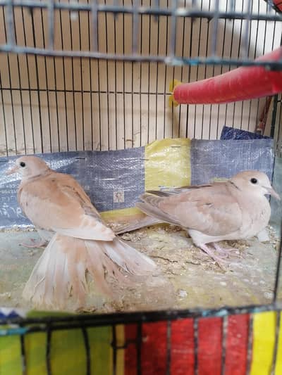 dove self check for sale