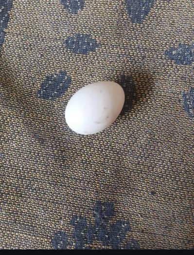 Ducks Egg