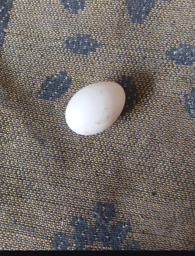 Ducks Egg 0