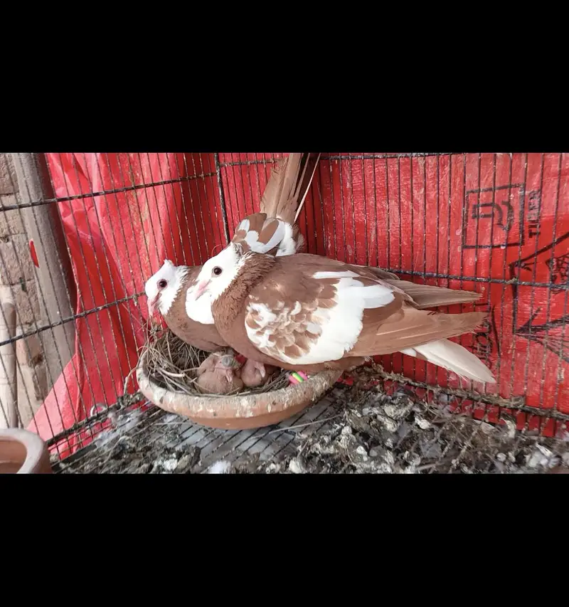 Siah khal And kachpary breeder pairs — photo 4
