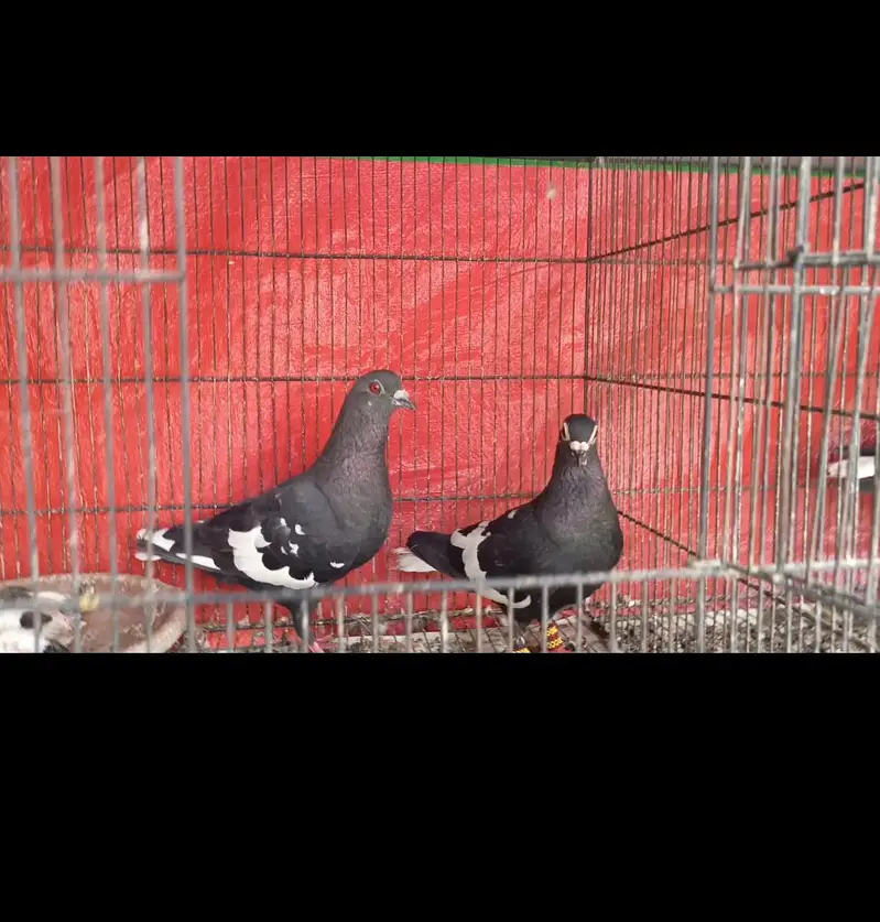 Siah khal And kachpary breeder pairs — photo 7