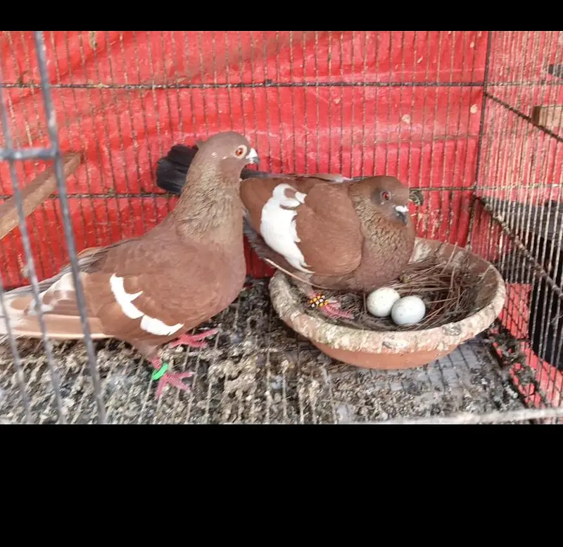 Siah khal And kachpary breeder pairs — photo 8