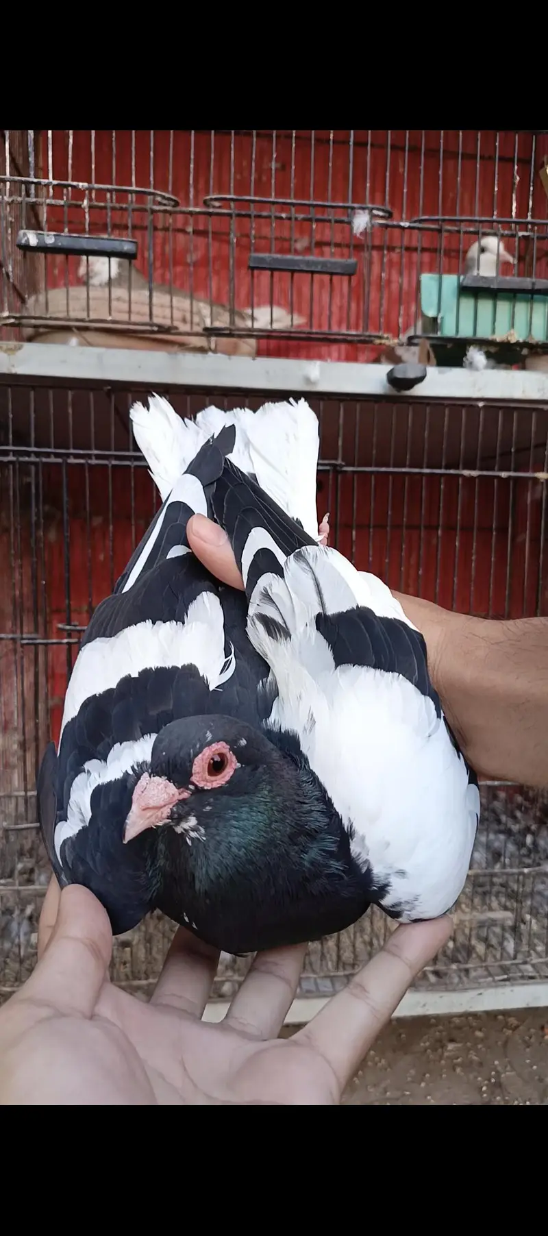 Siah khal And kachpary breeder pairs — photo 9