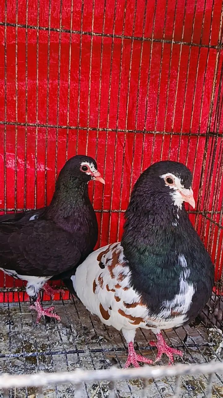 Siah khal And kachpary breeder pairs — photo 11