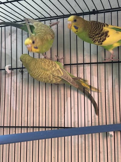 Budgies Parrots