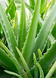 Aloe Vera Plant Aloe Vera Live Plant Natural Aloe Vera Plant Medicinal