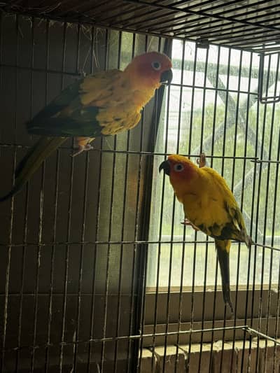 Sun Conure Breeder pair